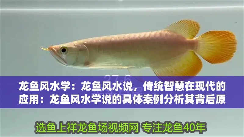 龍魚風水學：龍魚風水說，傳統智慧在現代的應用：龍魚風水學說的具體案例分析其背后原理與實踐意義