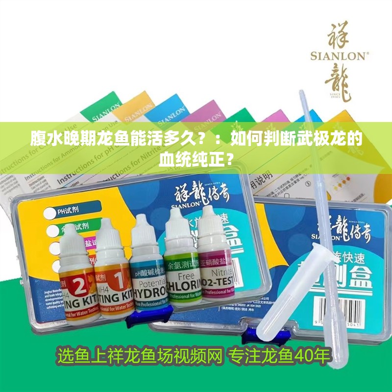 腹水晚期龍魚能活多久？：如何判斷武極龍的血統純正？