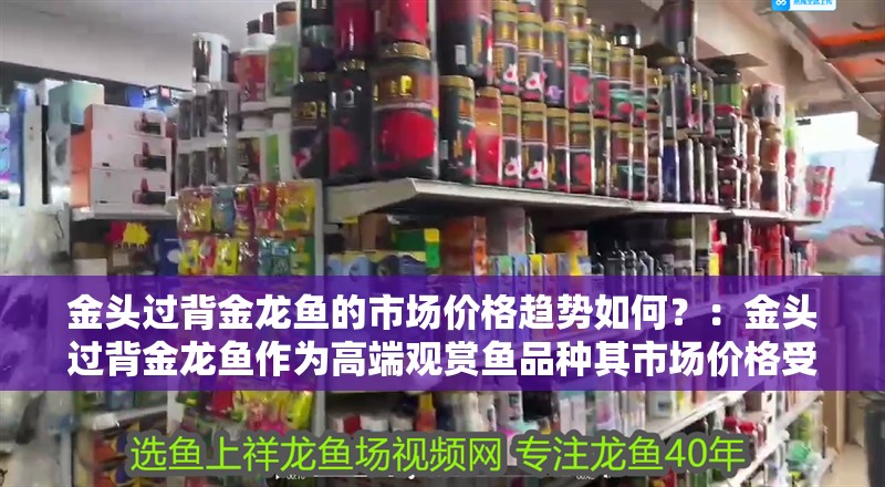 金頭過(guò)背金龍魚(yú)的市場(chǎng)價(jià)格趨勢(shì)如何？：金頭過(guò)背金龍魚(yú)作為高端觀賞魚(yú)品種其市場(chǎng)價(jià)格受多種因素影響 金頭過(guò)背金龍魚(yú)的市場(chǎng)價(jià)格趨勢(shì)如何？：金頭過(guò)背金龍魚(yú)作為高端觀賞魚(yú)品種其市場(chǎng)價(jià)格受多種因素影響 龍魚(yú)百科