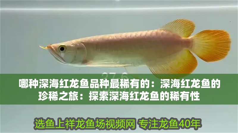 我的虎魚(yú)真菌感染了要怎么處理 哪種深海紅龍魚(yú)品種最稀有的:深海紅龍魚(yú)的珍稀之旅:探索深海紅龍魚(yú)的稀有性 水族問(wèn)答 哪種深海紅龍魚(yú)品種最稀有的:深海紅龍魚(yú)的珍稀之旅:探索深海紅龍魚(yú)的稀有性 哪種深海紅龍魚(yú)品種最稀有的:深海紅龍魚(yú)的珍稀之旅:探索深海紅龍魚(yú)的稀有性 水族問(wèn)答