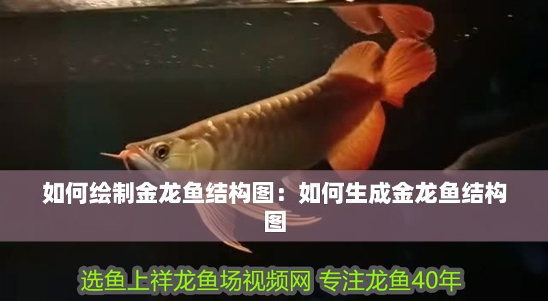 如何繪制金龍魚結(jié)構(gòu)圖：如何生成金龍魚結(jié)構(gòu)圖