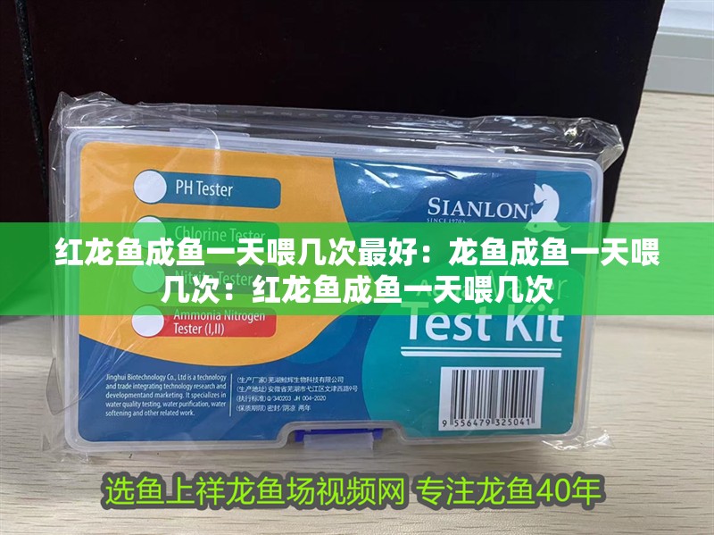 紅龍魚成魚一天喂幾次最好：龍魚成魚一天喂幾次：紅龍魚成魚一天喂幾次