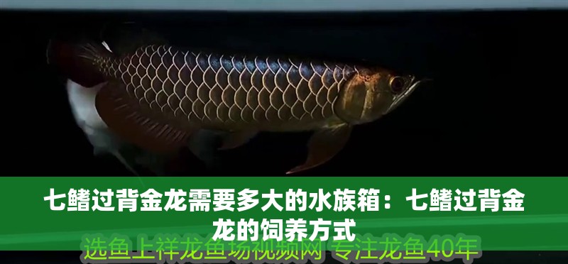 七鰭過背金龍需要多大的水族箱：七鰭過背金龍的飼養方式