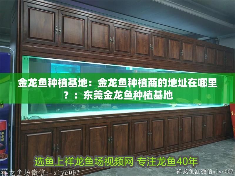 金龍魚種植基地：金龍魚種植商的地址在哪里？：東莞金龍魚種植基地