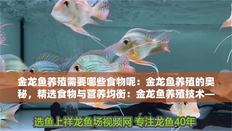 金龍魚養殖需要哪些食物呢：金龍魚養殖的奧秘，精選食物與營養均衡：金龍魚養殖技術——金龍魚的飲食習性