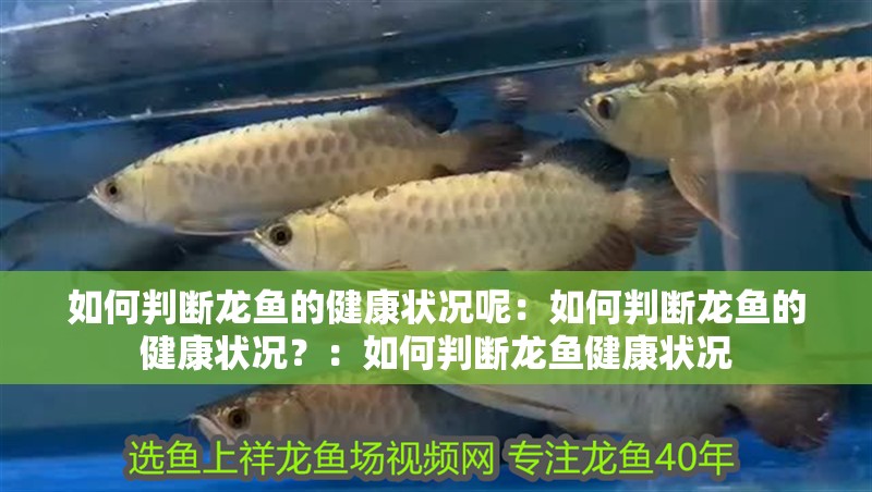 如何判斷龍魚的健康狀況呢：如何判斷龍魚的健康狀況？：如何判斷龍魚健康狀況 如何判斷龍魚的健康狀況呢：如何判斷龍魚的健康狀況？：如何判斷龍魚健康狀況 水族問答