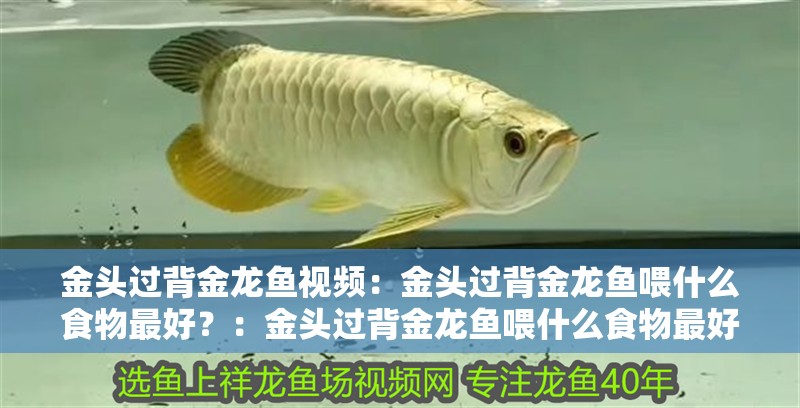 金頭過背金龍魚視頻：金頭過背金龍魚喂什么食物最好？：金頭過背金龍魚喂什么食物最好，