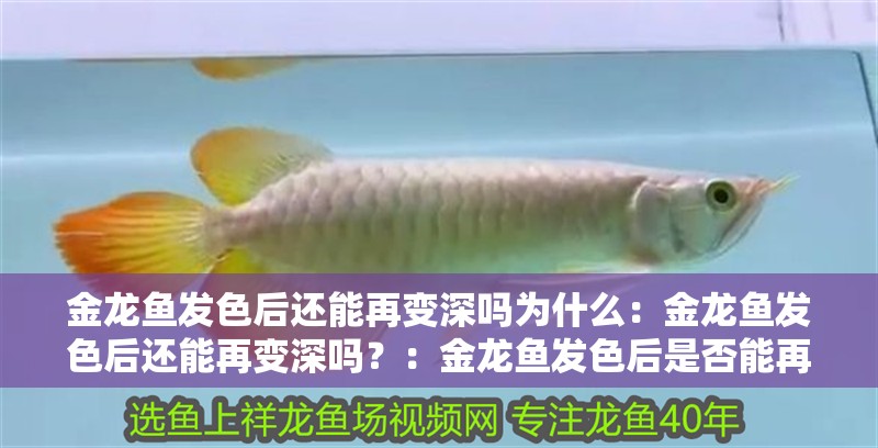 金龍魚發色后還能再變深嗎為什么：金龍魚發色后還能再變深嗎？：金龍魚發色后是否能再次變深