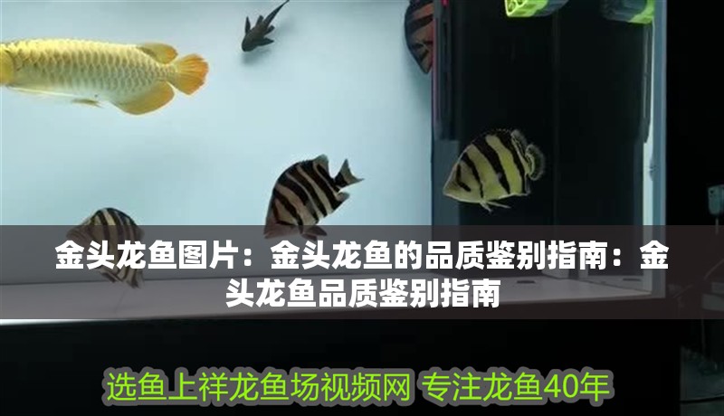 金頭龍魚圖片：金頭龍魚的品質鑒別指南：金頭龍魚品質鑒別指南