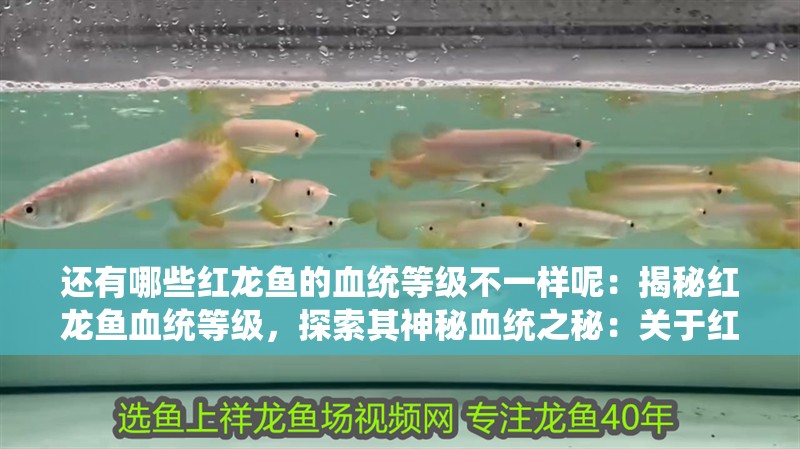 還有哪些紅龍魚的血統等級不一樣呢：揭秘紅龍魚血統等級，探索其神秘血統之秘：關于紅龍魚血統等級的秘密