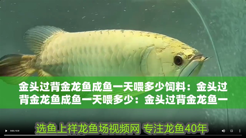 金頭過背金龍魚成魚一天喂多少飼料：金頭過背金龍魚成魚一天喂多少：金頭過背金龍魚一天的飼料喂養