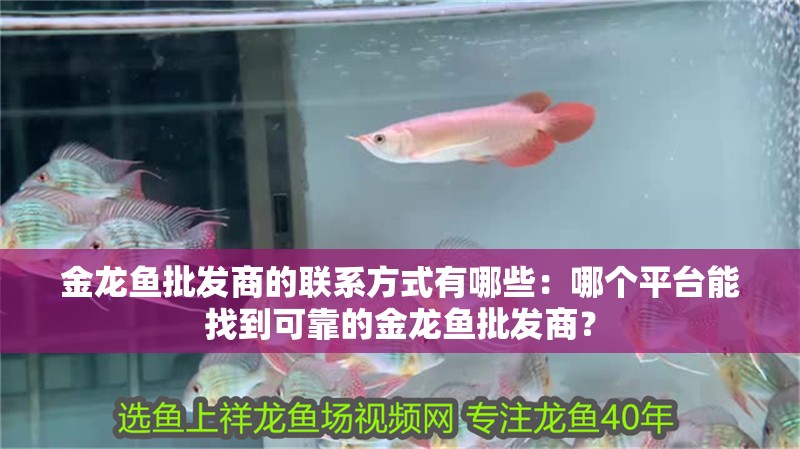 金龍魚批發商的聯系方式有哪些：哪個平臺能找到可靠的金龍魚批發商？