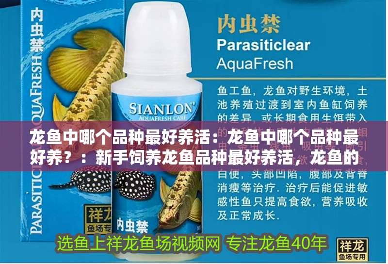 龍魚中哪個品種最好養(yǎng)活：龍魚中哪個品種最好養(yǎng)？：新手飼養(yǎng)龍魚品種最好養(yǎng)活，龍魚的飼養(yǎng)技巧和方法和方法
