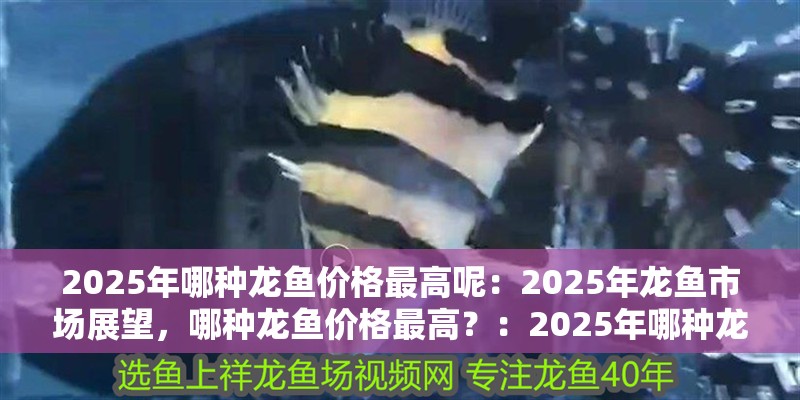 2025年哪種龍魚價格最高呢：2025年龍魚市場展望，哪種龍魚價格最高？：2025年哪種龍魚的價格會達到頂峰