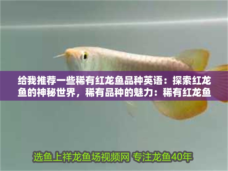 給我推薦一些稀有紅龍魚(yú)品種英語(yǔ)：探索紅龍魚(yú)的神秘世界，稀有品種的魅力：稀有紅龍魚(yú)品種繁多，其中一些稀有品種讓人難以抗拒