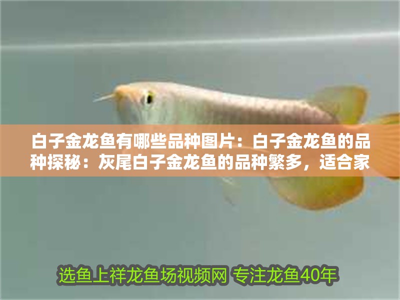 白子金龍魚有哪些品種圖片：白子金龍魚的品種探秘：灰尾白子金龍魚的品種繁多，適合家庭養魚的首選