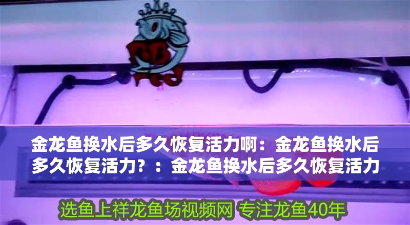金龍魚換水后多久恢復(fù)活力啊：金龍魚換水后多久恢復(fù)活力？：金龍魚換水后多久恢復(fù)活力