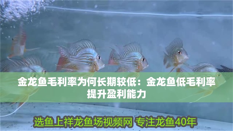 金龍魚毛利率為何長期較低：金龍魚低毛利率提升盈利能力