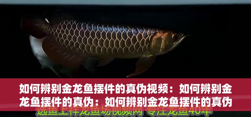 如何辨別金龍魚擺件的真偽視頻：如何辨別金龍魚擺件的真偽：如何辨別金龍魚擺件的真偽
