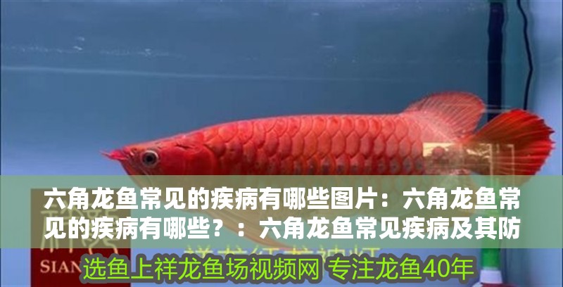 六角龍魚(yú)常見(jiàn)的疾病有哪些圖片：六角龍魚(yú)常見(jiàn)的疾病有哪些？：六角龍魚(yú)常見(jiàn)疾病及其防治