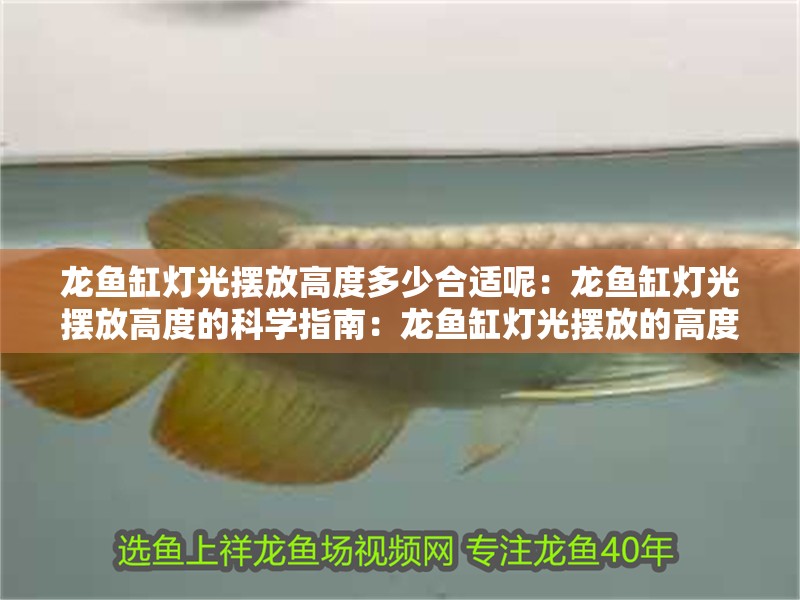 龍魚缸燈光擺放高度多少合適呢：龍魚缸燈光擺放高度的科學指南：龍魚缸燈光擺放的高度選擇