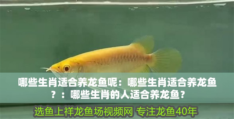 哪些生肖適合養龍魚呢：哪些生肖適合養龍魚？：哪些生肖的人適合養龍魚？