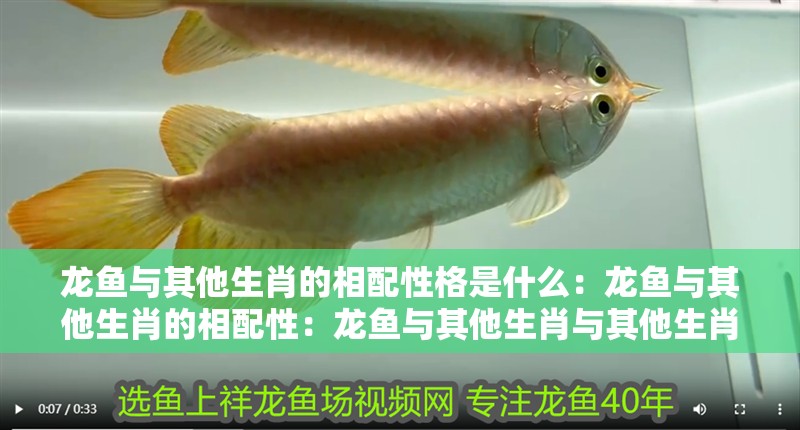 龍魚與其他生肖的相配性格是什么：龍魚與其他生肖的相配性：龍魚與其他生肖與其他生肖在一起，龍魚與其他生肖的相配性