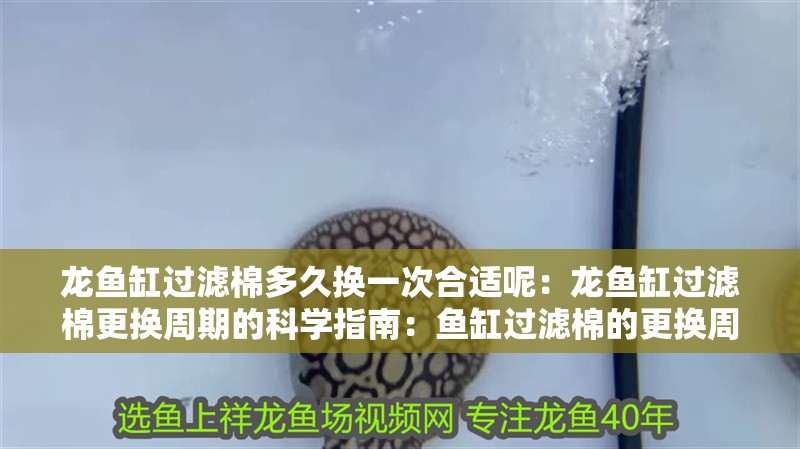 龍魚缸過濾棉多久換一次合適呢：龍魚缸過濾棉更換周期的科學指南：魚缸過濾棉的更換周期
