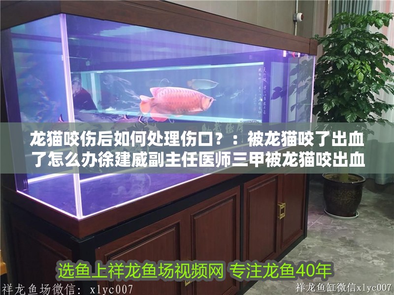 龍貓咬傷后如何處理傷口？：被龍貓咬了出血了怎么辦徐建威副主任醫(yī)師三甲被龍貓咬出血了怎么辦