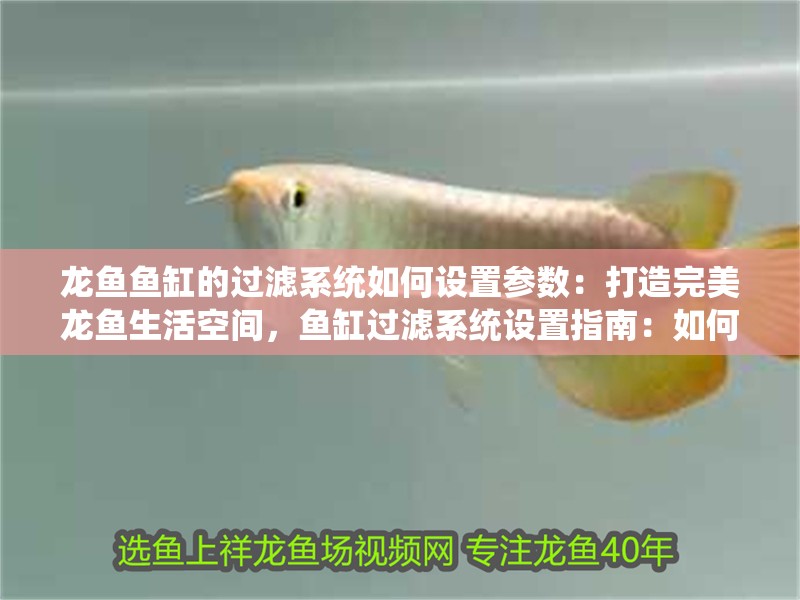 龍魚魚缸的過濾系統如何設置參數：打造完美龍魚生活空間，魚缸過濾系統設置指南：如何為龍魚設計一個合適的過濾系統