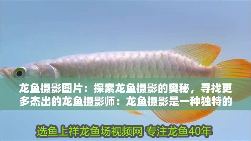 龍魚攝影圖片：探索龍魚攝影的奧秘，尋找更多杰出的龍魚攝影師：龍魚攝影是一種獨特的藝術形式提升照片的藝術形式