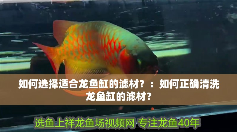 如何選擇適合龍魚缸的濾材？：如何正確清洗龍魚缸的濾材？