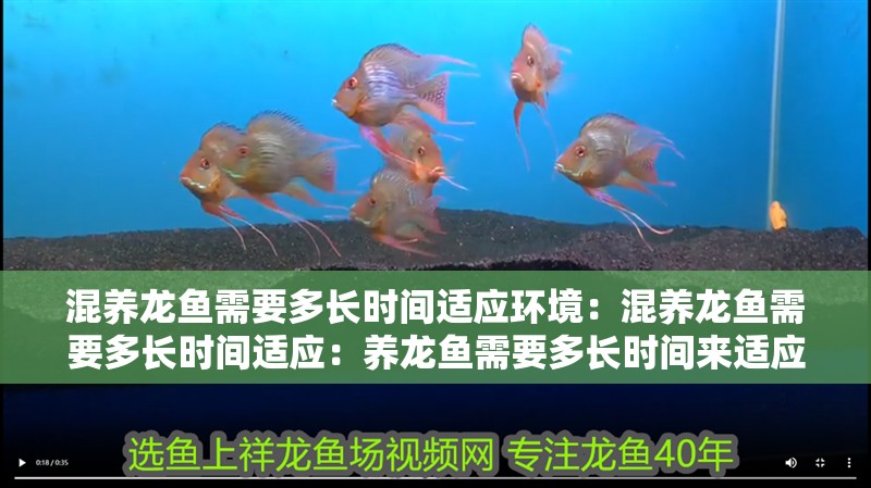 混養龍魚需要多長時間適應環境：混養龍魚需要多長時間適應：養龍魚需要多長時間來適應新環境的時間因個體差異而異
