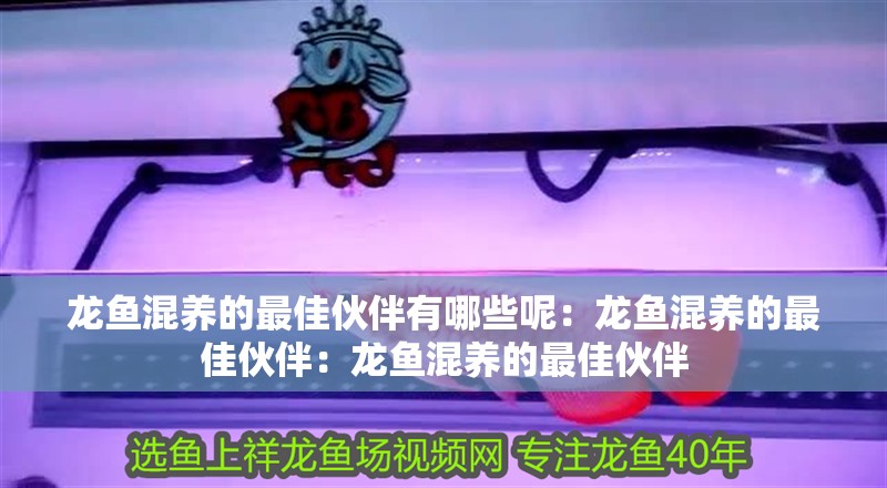 龍魚混養的最佳伙伴有哪些呢：龍魚混養的最佳伙伴：龍魚混養的最佳伙伴