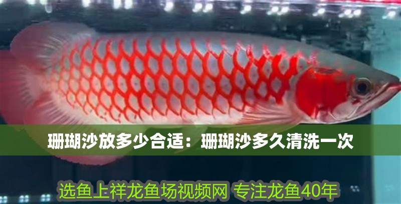 珊瑚沙放多少合適：珊瑚沙多久清洗一次