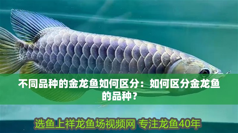 不同品種的金龍魚如何區分：如何區分金龍魚的品種？