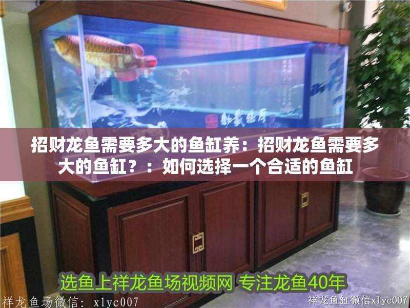 招財(cái)龍魚需要多大的魚缸養(yǎng)：招財(cái)龍魚需要多大的魚缸？：如何選擇一個(gè)合適的魚缸