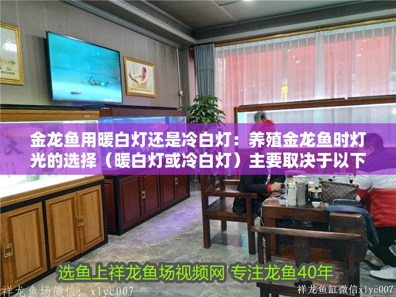 金龍魚用暖白燈還是冷白燈：養殖金龍魚時燈光的選擇（暖白燈或冷白燈）主要取決于以下幾個因素