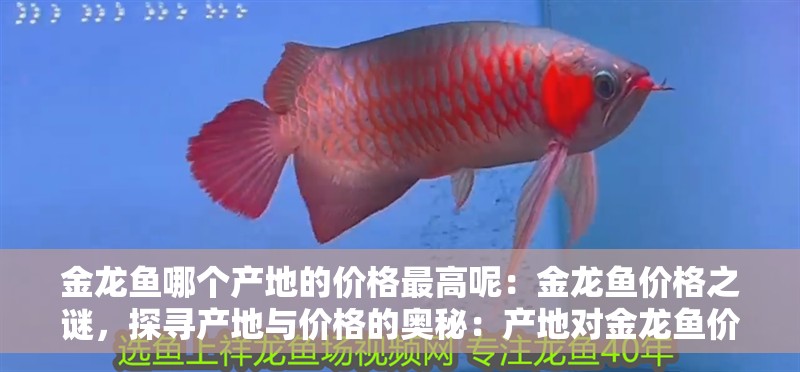 金龍魚(yú)哪個(gè)產(chǎn)地的價(jià)格最高呢：金龍魚(yú)價(jià)格之謎，探尋產(chǎn)地與價(jià)格的奧秘：產(chǎn)地對(duì)金龍魚(yú)價(jià)格的影響