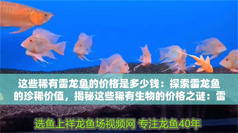 這些稀有雷龍魚的價格是多少錢：探索雷龍魚的珍稀價值，揭秘這些稀有生物的價格之謎：雷龍魚的價格受到多種因素影響，雷龍魚價格揭開謎團
