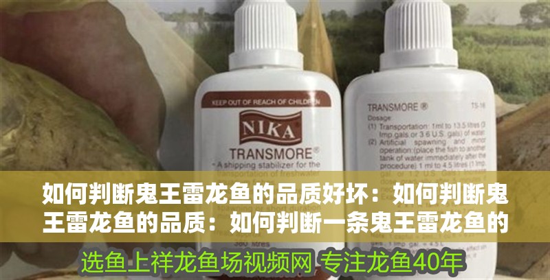 如何判斷鬼王雷龍魚的品質好壞：如何判斷鬼王雷龍魚的品質：如何判斷一條鬼王雷龍魚的品質？