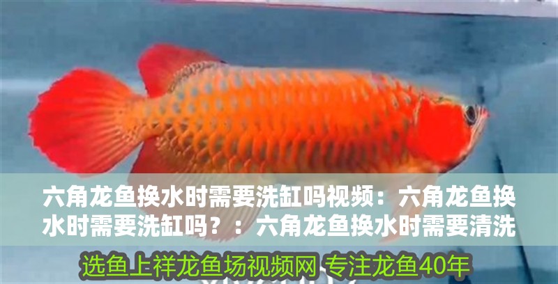 六角龍魚換水時需要洗缸嗎視頻：六角龍魚換水時需要洗缸嗎？：六角龍魚換水時需要清洗嗎？