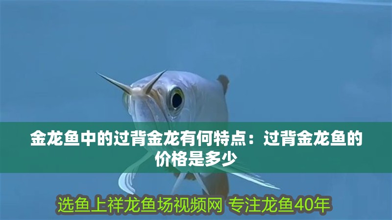 金龍魚中的過(guò)背金龍有何特點(diǎn)：過(guò)背金龍魚的價(jià)格是多少