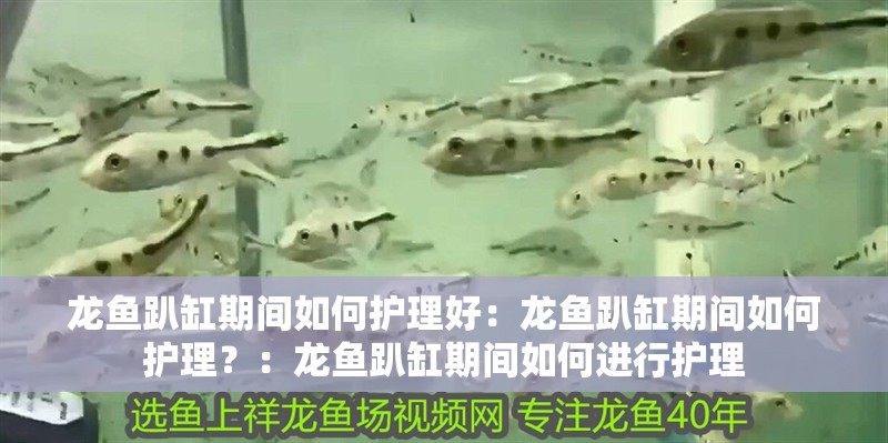 龍魚趴缸期間如何護理好：龍魚趴缸期間如何護理？：龍魚趴缸期間如何進行護理