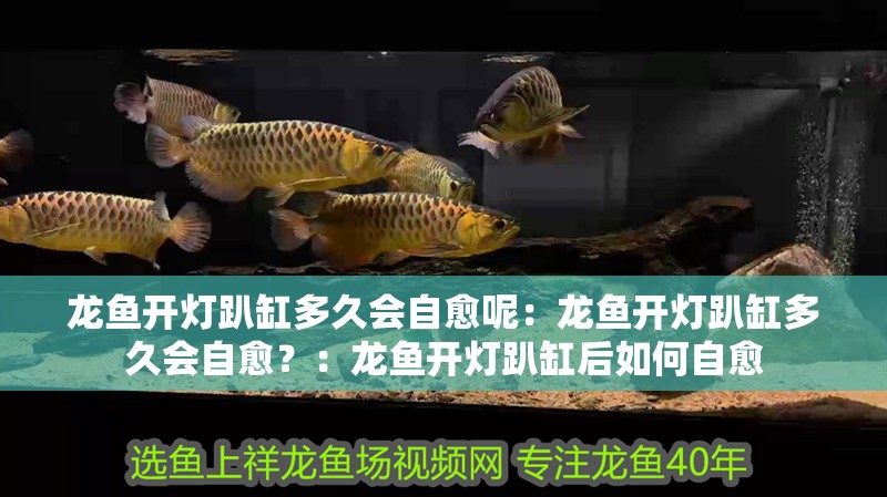 龍魚開燈趴缸多久會自愈呢：龍魚開燈趴缸多久會自愈？：龍魚開燈趴缸后如何自愈