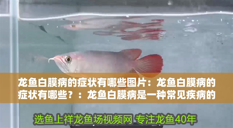 龍魚白膜病的癥狀有哪些圖片：龍魚白膜病的癥狀有哪些？：龍魚白膜病是一種常見疾病的表現(xiàn)為龍魚白膜病的表現(xiàn)