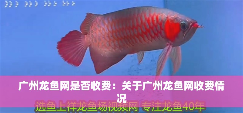廣州龍魚網(wǎng)是否收費(fèi)：關(guān)于廣州龍魚網(wǎng)收費(fèi)情況