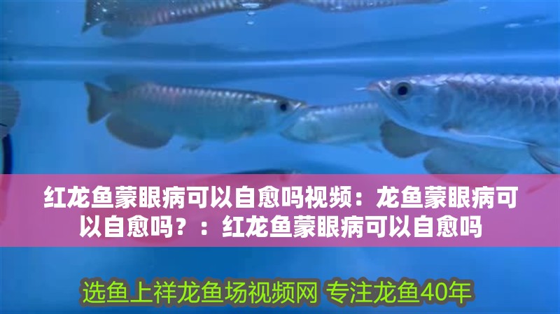 紅龍魚蒙眼病可以自愈嗎視頻：龍魚蒙眼病可以自愈嗎？：紅龍魚蒙眼病可以自愈嗎