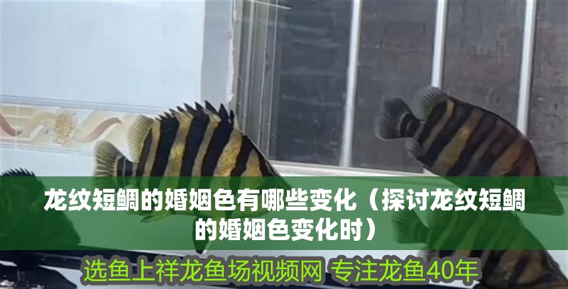 龍紋短鯛的婚姻色有哪些變化（探討龍紋短鯛的婚姻色變化時）