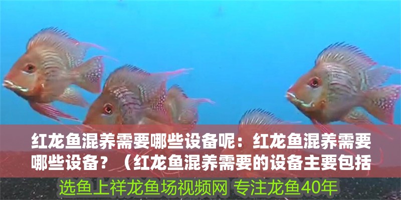 印尼虎魚多少溫度飼養最好:印尼虎魚多少溫度飼養最好印尼虎魚多少溫度飼養最好 紅龍魚混養需要哪些設備呢:紅龍魚混養需要哪些設備?(紅龍魚混養需要的設備主要包括魚缸、過濾系統、加熱設備) 水族問答 紅龍魚混養需要哪些設備呢:紅龍魚混養需要哪些設備?(紅龍魚混養需要的設備主要包括魚缸、過濾系統、加熱設備) 紅龍魚混養需要哪些設備呢:紅龍魚混養需要哪些設備?(紅龍魚混養需要的設備主要包括魚缸、過濾系統、加熱設備) 水族問答
